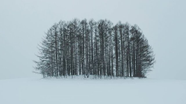 Snowy scenery and trees on a snowy day in Hokkaido, Japan in winter