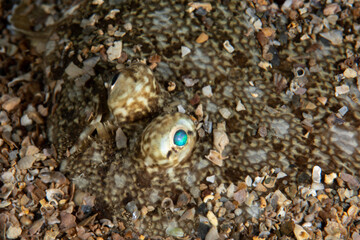 The true soles are a family, Soleidae, of flatfishes.