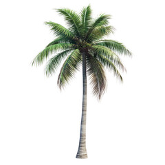A palm tree is standing alone on a white background