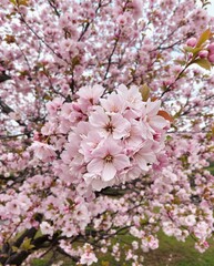 Naklejka premium Beautiful cherry blossom flower background wallpaper.