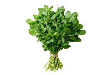 Fototapeta premium Fresh mint bundle ready for culinary use in cooking and herbal remedies