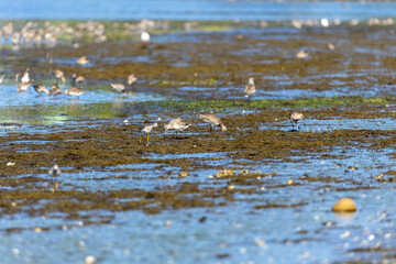 The Amazing Bird Life of the Pullao Wetlands.