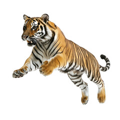 Obraz premium Tiger leaping in mid-air isolated on transparent background