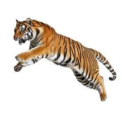 Fototapeta premium Tiger leaping in mid-air isolated on transparent background