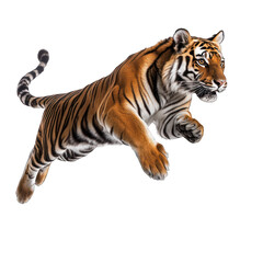 Obraz premium Tiger leaping in mid-air isolated on transparent background