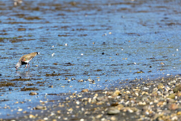 The Amazing Bird Life of the Pullao Wetlands. - A Southern Lapwing (Vanellus chilensis)