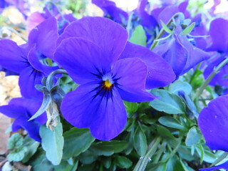 真冬のパンジー