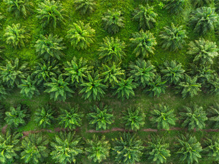 Aerial view of Nature scene The drone is flying Top-view over Palm oil park eco energy power industrial, forest of pattern