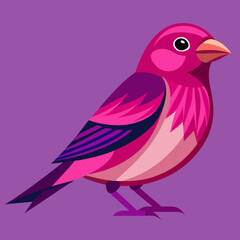 illustration of a purple finch