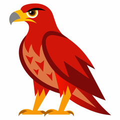 red hawk vector