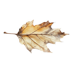 Fototapeta premium A leaf is shown on a white background
