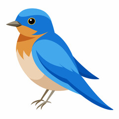 western bluebird vector