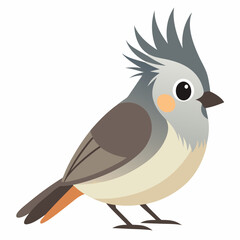 tufted titmouse on white background