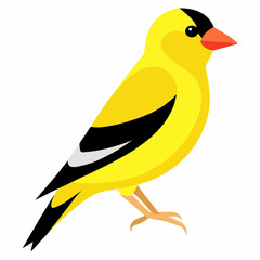 illustration of an american goldfinch 