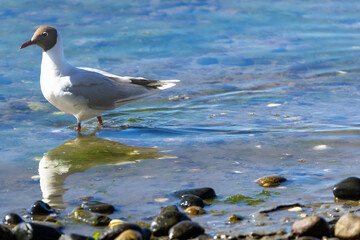 A Brown Hooded Gull (Chroicocephalus maculipennis) Chiloé, Chile.