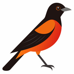 orchard oriole illustration