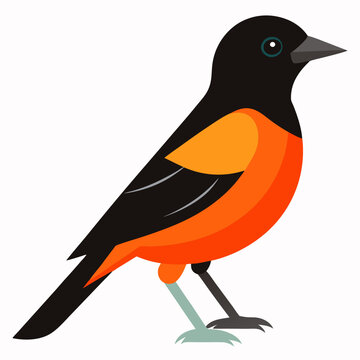 orchard oriole vector