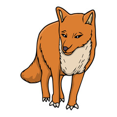 fox vector illustration