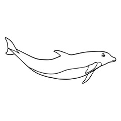 dolphin line vector illustratio