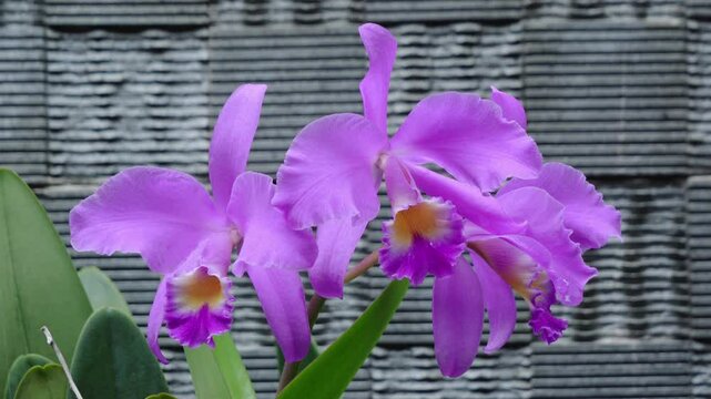 Cattleya gaskelliana is a labiate Cattleya species of orchid. Guarianthe is a colorful purple flowers. Costa Rican national flower. Guaria morada