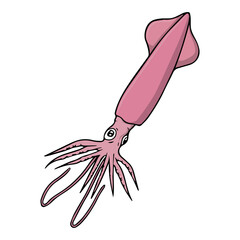 Obraz premium squid vector illustration