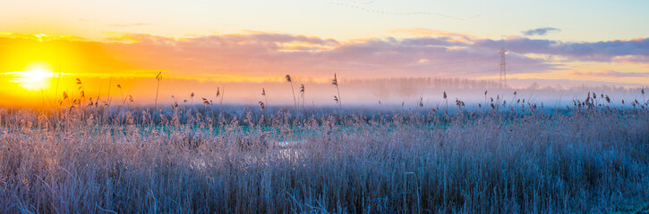 The edge of a frozen lake in light of sunrise in winter, oostvaardersveld, almere, flevoland, netherlands, January 11, 2025