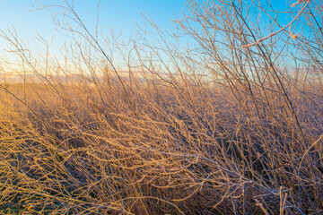 Fototapeta premium The edge of a frozen lake in light of sunrise in winter, oostvaardersveld, almere, flevoland, netherlands, January 11, 2025