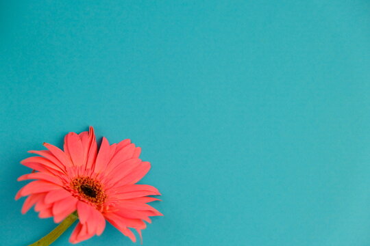 top view shot featuring pink gebera, on a serene pastel beige background with text space for your message, love and romantic concept