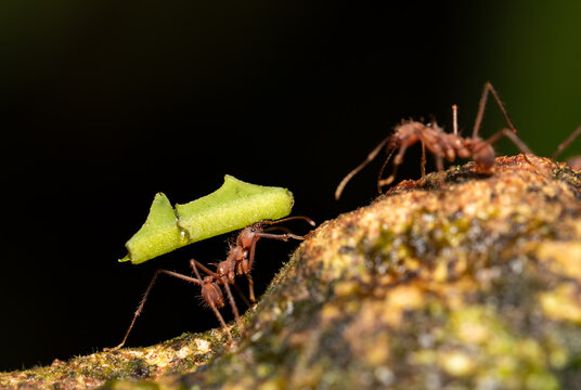 Leafcutter ant (Atta cephalotes) on branch, carrying green leaf. It cuts leaves and grows mushrooms in an anthill on them. La Fortuna Alajuela - Arenal, Costa Rica wildlife .