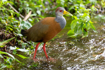 Naklejka premium Grey-cowled wood rail or grey-necked wood rail (Aramides cajaneus),species of bird in the family Rallidae, the rails. La Fortuna, Volcano Arenal, Wildlife and birdwatching in Costa Rica.