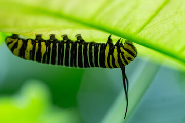 Close-up of a Monarch butterfly caterpillar (Danaus plexippus) hanging from the underside of a green leaf in La Fortuna, Costa Rica. The caterpillar has bold black, yellow, and white stripes.