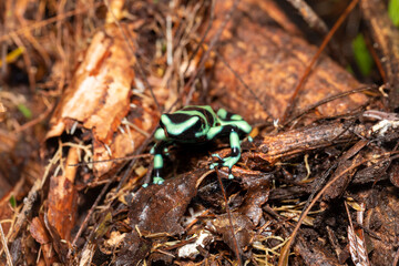 Green-and-black poison dart frog (Dendrobates auratus), also known as the green-and-black poison arrow frog and green poison frog, La Fortuna Alajuela - Arenal, Costa Rica wildlife.