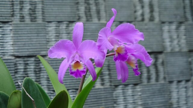Cattleya gaskelliana is a labiate Cattleya species of orchid. Guarianthe is a colorful purple flowers. Costa Rican national flower. Guaria morada