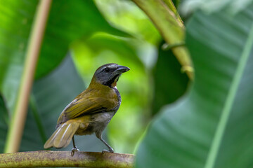 Buff-throated saltator, (Saltator maximus), exotic bird sitting on the branch in the green forest. Tropic tanager in the nature habitat. La Fortuna, Arenal, Wildlife and birdwatching in Costa Rica.