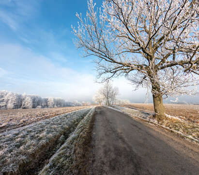 Serene winter landscape featuring a frost-covered rural road flanked by snow-dusted trees under a clear blue sky. Vysocina Czech Republic.