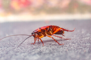 a cockroach on the ground