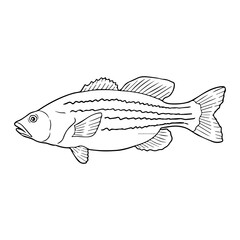 bass fish line vector illustration