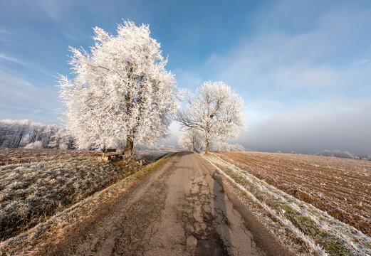 Serene winter landscape featuring a frost-covered rural road flanked by snow-dusted trees under a clear blue sky. Wooden bench rests under a large tree, adding peaceful touch. Vysocina Czech Republic.