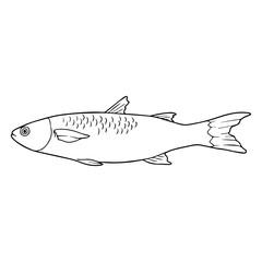 mullet fish line vector illustration