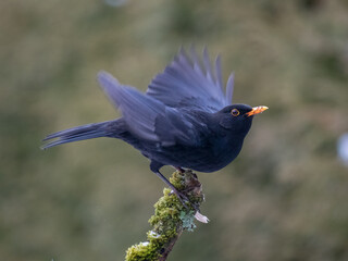 Amsel (Turdus merula)