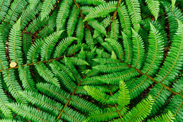 Looking down on a small fern, Nelson Lakes National Park, New Zealand.