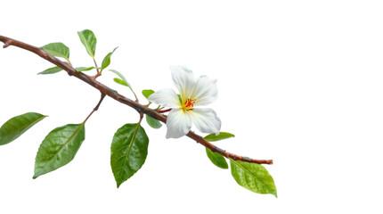 Obraz premium Close-up of a blossoming tree branch with white petals in spring garden