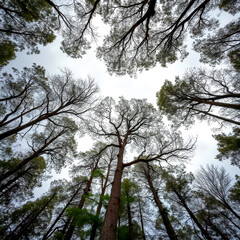 Fototapeta premium Tall trees reaching for the sky in a serene forest on a clear day, showcasing vibrant green leaves and a bright blue backdrop