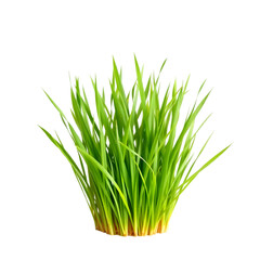 Green grass isolated on white background with fresh plants and healthy leaves, symbolizing nature, spring, and growth