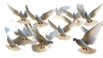 Group of Doves Soaring in the Sky on Clear PNG
