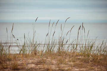 Obraz premium Dry grass on the shore of the Baltic Sea. Lake landscape. Toned