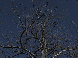 枝、空がキャンパス