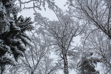 Winter forest landscape with snow