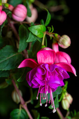 Scientific name: Fuchsia - Family: Onagraceae