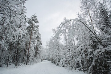 Winter forest landscape with snow
